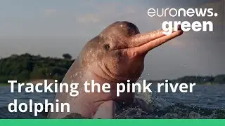 Rare pink dolphins saved by high-tech fishermen in the Amazon