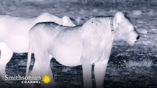 This Lioness Wants to Steal a Crocodile&rsquo;s Lunch 🥩 Big Cat Country | Smithsonian Channel