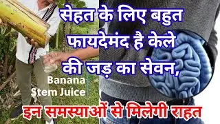 kele ki jad ka ras peene se kya hota hai/सेहत के लिए बहुत फायदेमंद है केले की जड़ का सेवन।#केले #रस 