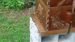 Honey Bee Behavior - Heavy Nectar Flow