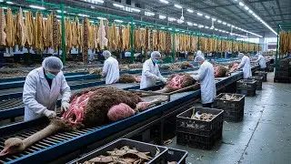 Inside an Ostrich Processing Factory: How Exotic Leather Is Really Made