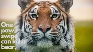 7 Strange Things You Didn't Know About Tigers