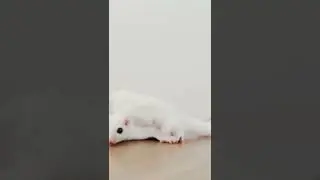 white rat😍😍 #public #tredingstatus #viral #youtube #youtube #rat