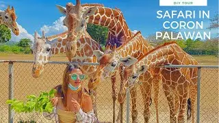 SAFARI IN CORON PALAWAN