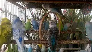 💫 Color Explosion! These Budgies Are Simply Stunning!