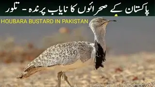 Taloor Bird Houbara Bustard in Pakistan Taloor Hunting #updatesonair houbara foundation Faheem disc