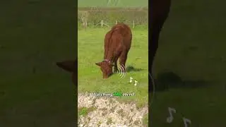 No Fences. No Wires. So Why Do These Cows Stop? #virtual #farming #cows #inventions #knowledge