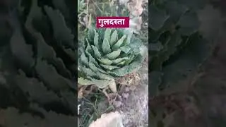 गुलदस्ता #trending #youtube #shorts #farming #farmer #food #motivation #cooking #tips #support #गोभी