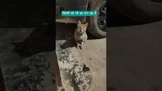 duniya ki Sabse samajhdar Billi #shortvideo #funny