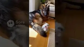 Floppy Twin 2-Month Ragdolls vs Dog... Double Crazy Cuddles! 😍❤️#Heartwarming  #Shorts