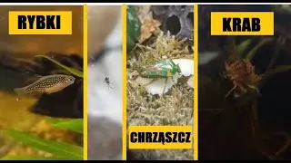 Ryby, Rak, Krab, Chrząszcz, Skoczogonki pomarańczowe, Pająki - Paludarium Wielogatunkowe #5