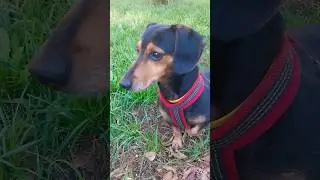 #music #shortvideo #рекомендации #пес #shorts #собака #забавныеживотные #животные #собаки #dog