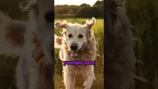 🐕 Wildly Blended On The Move Natural Joint Support Supplement