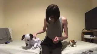 Bounce to pop inflatable dog