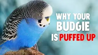 5 Reasons Why Your Budgie is Puffed Up