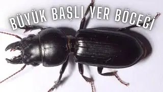 Stag beetles fight even when courting /Kur yaparken bile d&ouml;v&uuml;ş&uuml;yorlar