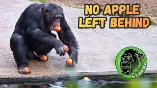 Big Alpha Male Chimpanzee Looses His Apples! #chimpanzee #chesterzoo