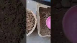 Tomato Seedling Easy To Grow //best way to grow tomato in home//With Result //beauty of nature