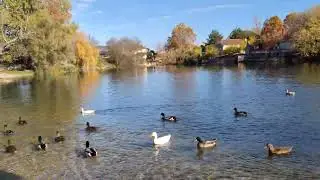Relax&ducks time,Struge,BiH❣️