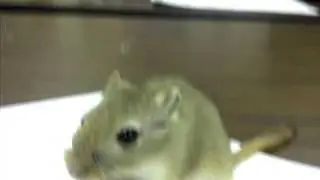 Dramatic Baby Gerbil Eating an Almond