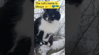 #saveukrain 🇺🇦🙏&hearts;️&hearts;️&hearts;️ Mosya sits on the apricot tree in the garden 😁😀💚💕🤣#всебудеукраїна #славазсу