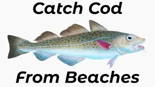 How To Catch Cod From Beaches (Shore Fishing UK) - Beginners And Improvers - Sea Fishing Tutorial