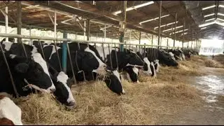Beef prices soar to record highs amid shrinking herds and ongoing drought