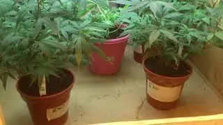purple queen week 4 day 3 flower