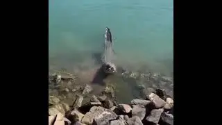 crocodile eating bird