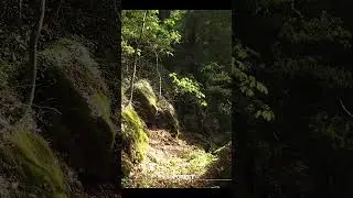 Beech Forest 