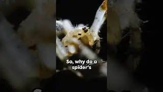Why Spiders Curl Up When They Die: Shocking Truth Revealed! #NatureMysteries #shorts