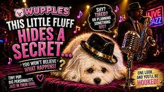 WUPPLES® Dog Jazz 🐶 #wupples 1-10
