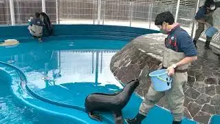 【うみたまご】2022年12月30日ミナミアメリカオットセイの給餌風景
