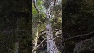 Exploring an #Alaskan forested island, outside of #Ketchikan. Tough trees, clean air, and peace.