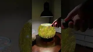 Cleaning glass of a filterless nano aquarium ecosystem