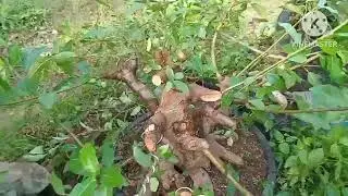 KATING PERCABANGAN DAN WAERING BAHAN LOA 
