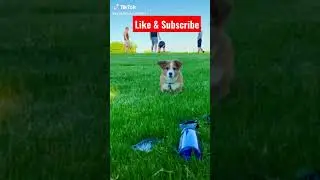 🤩corgi #shorts #tiktok