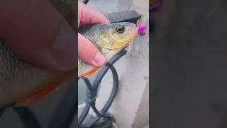 Погнали на #streetfishing ? 🎣🎣🎣 #рыбалка #shorts #окунь #судак #город #москварека #москва