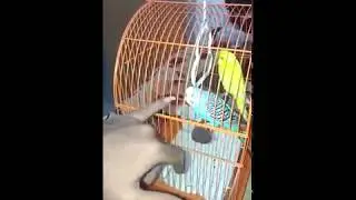 angry love birds