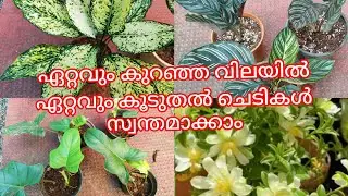 വില കുറഞ്ഞ ചെടികൾ ഇവിടെ കിട്ടും /low rate plants sale video ph9446493216