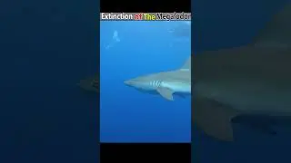 Why megalodon sharks got  extinct ? #facts #amazingfactsyoudidn #amazingfacts
