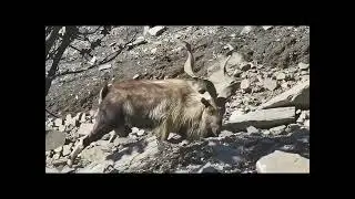 Chitral Gol National Park 