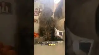 Приколы с животными🤣Fun with animals🤣 Animals attack🤣Funny cats and dogs.