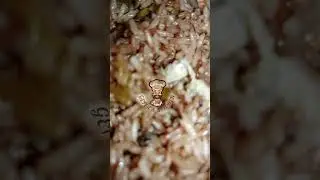 Ghanaian Food| Homemade Fried Rice With Fried Chicken #shorts ghanaianfood #easyrecipe #friedrice