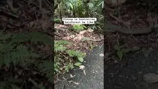 Dorrigo National park, NSW, Australia #australia #travel #feelnsw #nature #nsw #wildlife