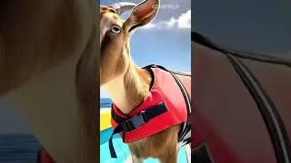 goat adventure #shorts #goat #viral #viralshort #instrumental #music #animals