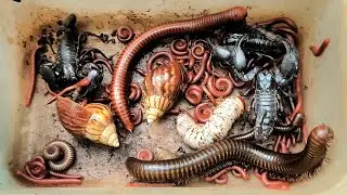 surprising catch venomous Scorpions, Giant Millipedes, Many Small Red Millipedes, Snail Snails