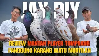 REVIEW MERPATI MANTAN PLAYER TOMPRANG KARAWANG WATU MUNTILAN DI KANDANG KOH JAY ‼️ #merpati #pigeon 