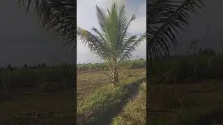 Tar road point, Near River & Village, 2 Acre agriculture Neeravari land, Malavalli Call : 9900460512