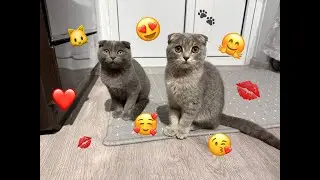 LIVE 🐾 Two Cute Kittens Playing & Relaxing | Cozy Kitten Stream